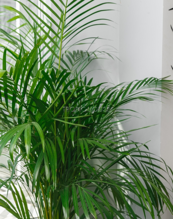 Хризалидокарпус в CLASSICO 28