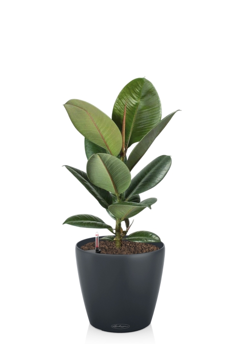 Фикус Эластика Робуста 17/60 см в CLASSICO COLOR 21, серый