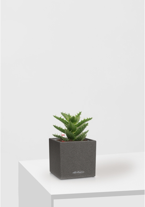 Алоэ Хавортия микс 5 см в CANTO STONE 14