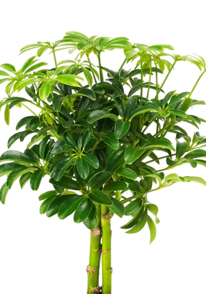 Шеффлера компакта на штамбе 12/40 см в CUBE GLOSSY KISS 14