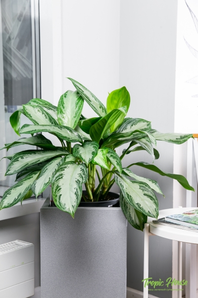 Аглаонема Сильвер Бей в CANTO STONE HIGH 30 Аглаонема Сильвер Бей в CANTO STONE HIGH 30