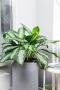 Аглаонема Сильвер Бей в CANTO STONE HIGH 30