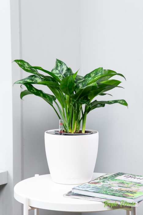 Аглаонема Мария в CLASSICO 21