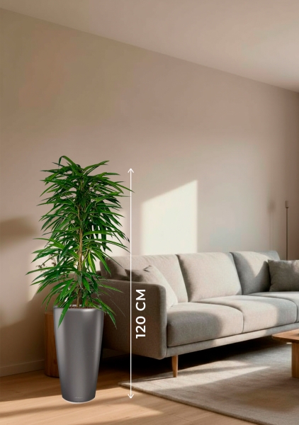 Фикус Али пирамида 24/120 см в RONDO 32 Фикус Али пирамида 24/120 см в RONDO 32