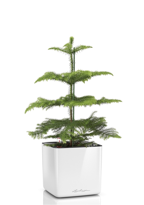 Араукария в CUBE GLOSSY 14, белый блестящий