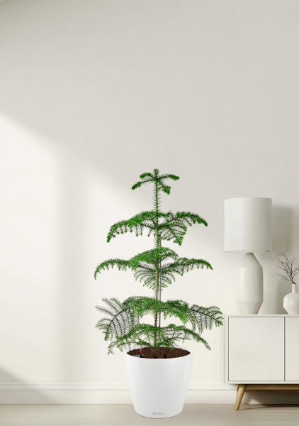 Араукария гетерофилла 24/110 в CLASSICO COLOR 35