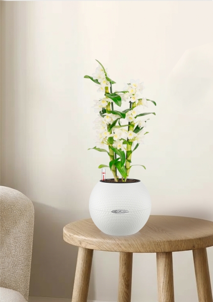 Дендробиум белый в PURO 20