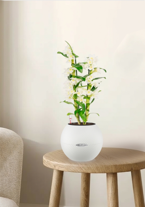 Дендробиум белый в PURO 20