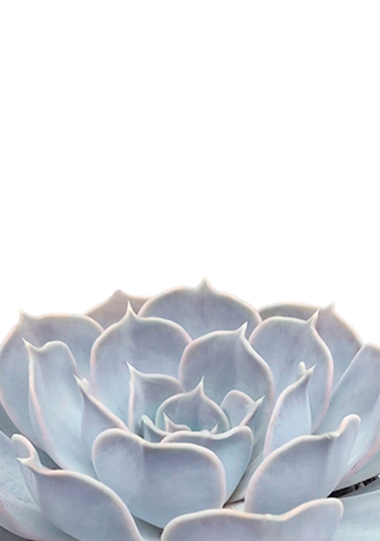 Эхеверия Лилацина 12/20 см в PURO 20