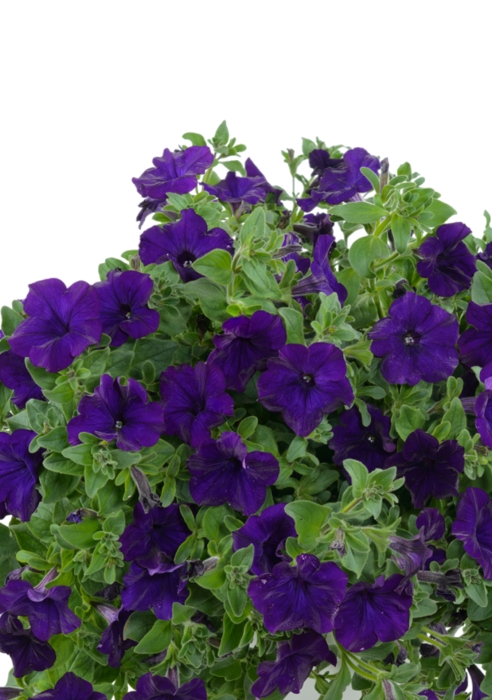 Петуния фиолетовая в BALCONERA Cottage 50