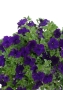 Петуния фиолетовая в BALCONERA Cottage 50