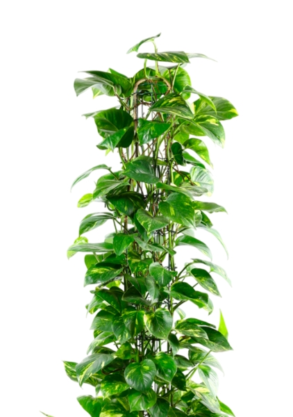 Сциндапсус Ауреум пирамида 27/160 см в CUBE 40