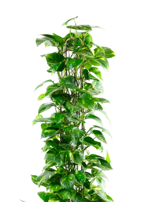 Сциндапсус Ауреум пирамида 27/160 см в CUBE 40