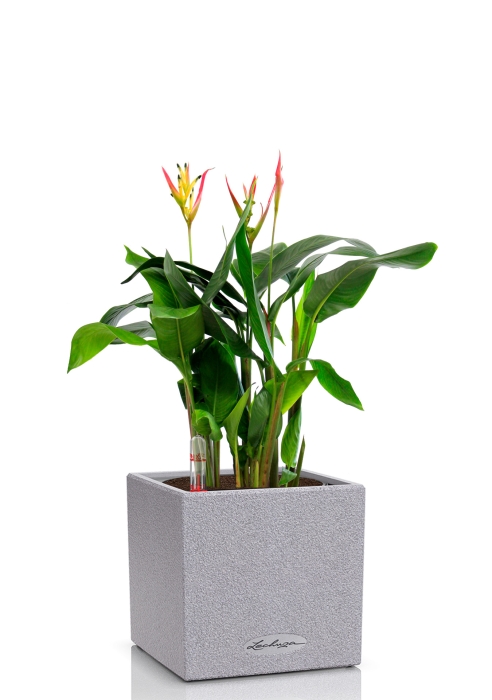 Геликония в CANTO STONE 14, серый камень