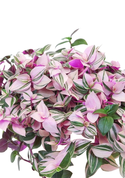 Традесканция Зебрина 17/40 см Традесканция Зебрина 17/40 см