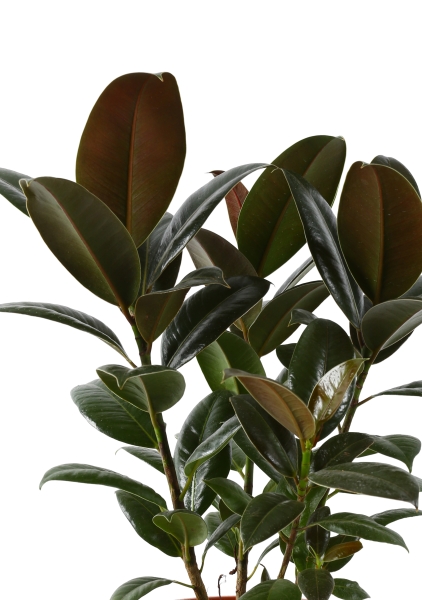 Фикус Эластика Мелани 3 ствола 20/45 см Фикус Эластика Мелани 3 ствола 20/45 см