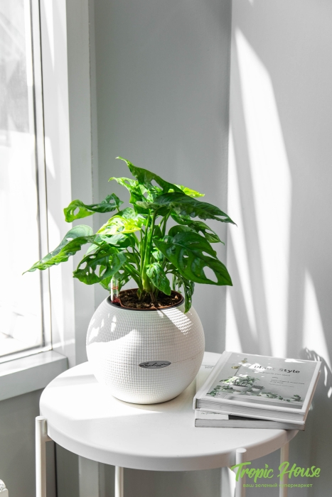 Монстера Манки в PURO 20