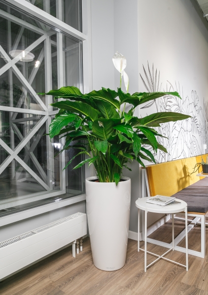 Спатифиллум Сенсейшн 24/130 см