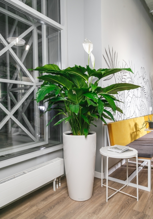 Спатифиллум Сенсейшн 24/130 см