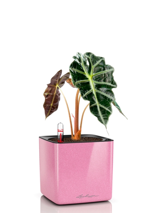 Алоказия Полли 12/30 см в CUBE GLOSSY KISS 14, нежно-розовый блестящий