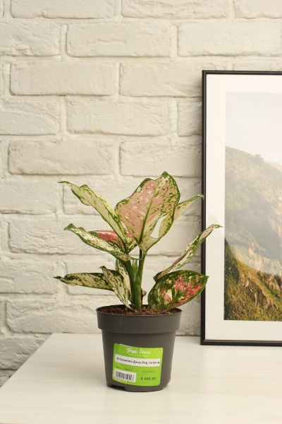 Аглаонема Джаз Ред 12/30 см Аглаонема Джаз Ред 12/30 см