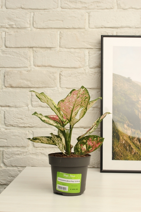 Аглаонема Джаз Ред 12/30 см