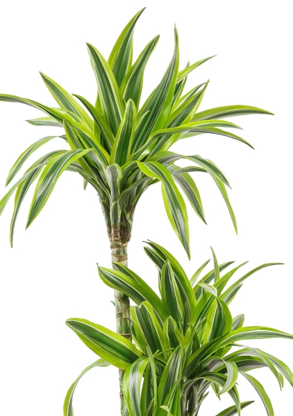 Драцена Лемон Лайм 3 ствола 21/100 см