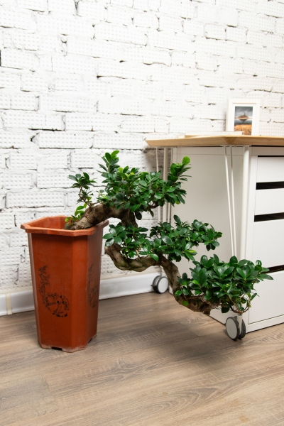 Фикус Микрокарпа Гинсенг каскад 30/70 см