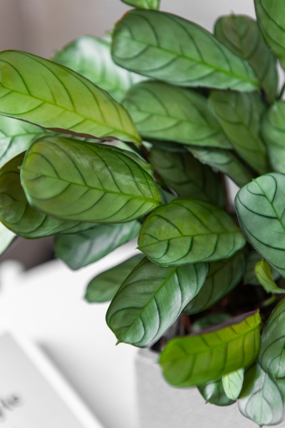 Ктенанта Амагрис в CANTO STONE 14