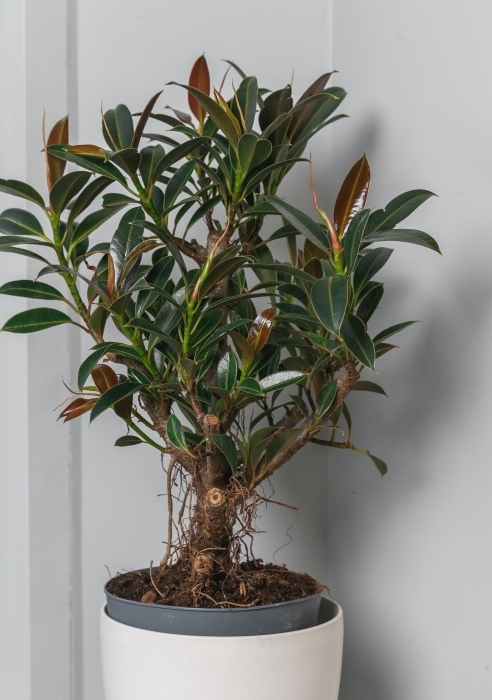 Фикус Эластика бранч в Classico Color 28