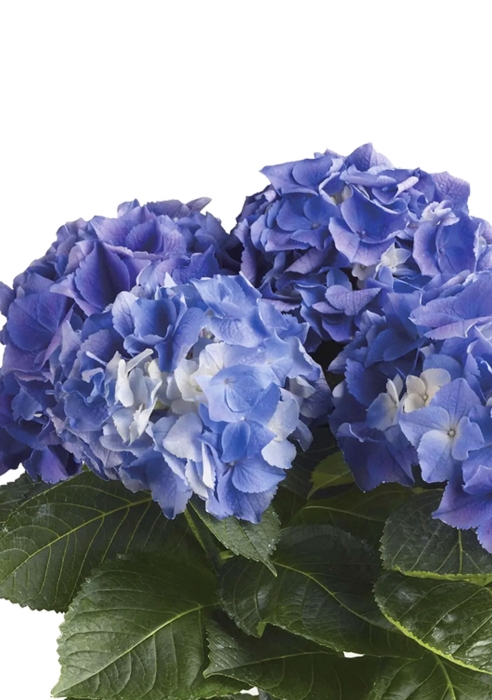 Гортензия темно-голубая для балконов и терасс в BALCONERA Cottage 50