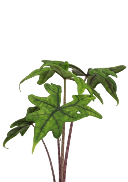 Алоказия Жаклин 12 см