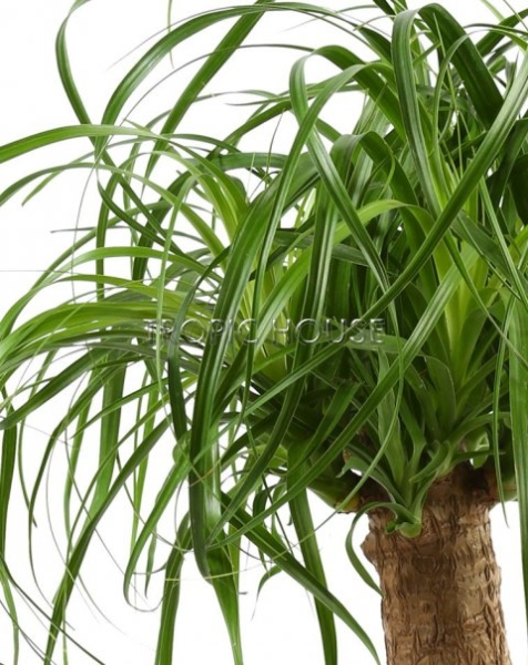 Нолина на стволе 17/50 см