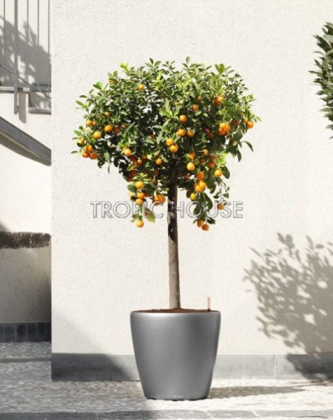Цитрус Каламондин 23/110 см Цитрус Каламондин 23/110 см