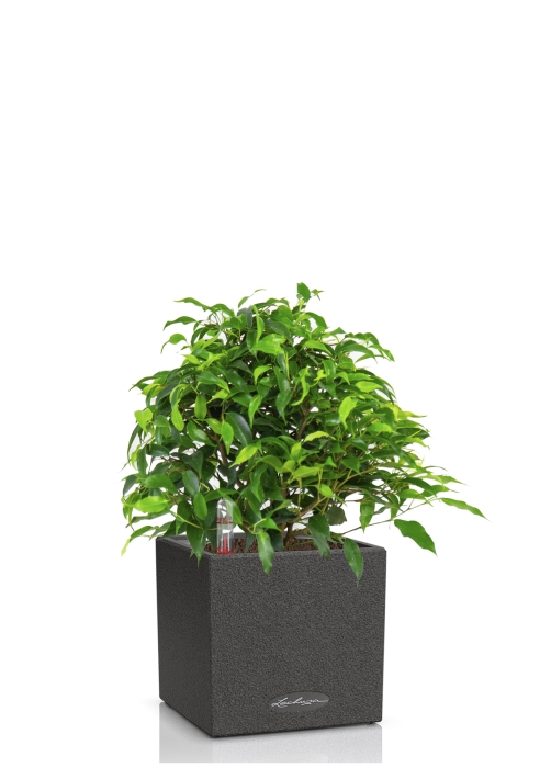 Фикус Грин Кинки в CANTO STONE 14, графитовый черный