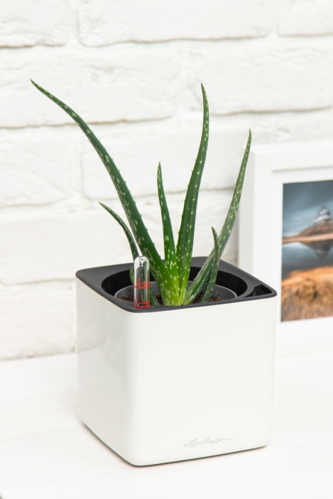 Алоэ Вера в CUBE Glossy 14