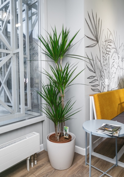 Драцена Маргината 4 ствола 27/180 см