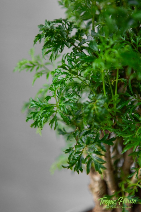 Полисциас в CANTO STONE 14