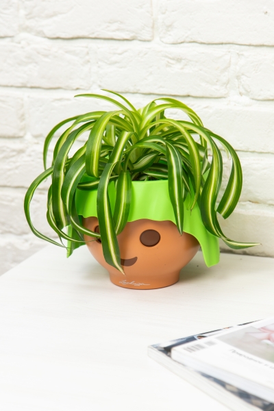 Хлорофитум Бонни 12/25 см в OJO