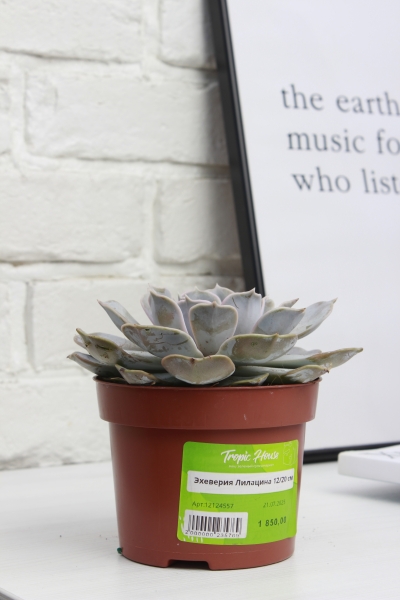 Эхеверия Лилацина 12/20 см в CLASSICO COLOR 18