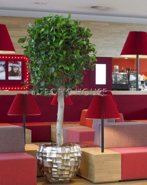 Фикус Нитида на стволе 30/130 см