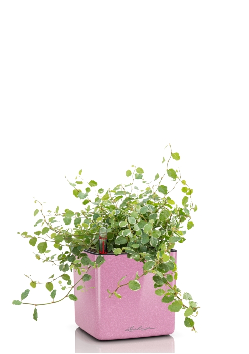 Фикус Пумила в CUBE GLOSSY KISS 14, вишнево розовый блестящий