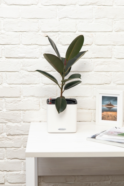 Фикус Эластика Абиджан 14/45 см Фикус Эластика Абиджан 14/45 см