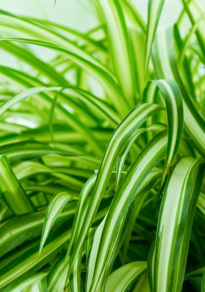 Хлорофитум Оушен 12/25 см