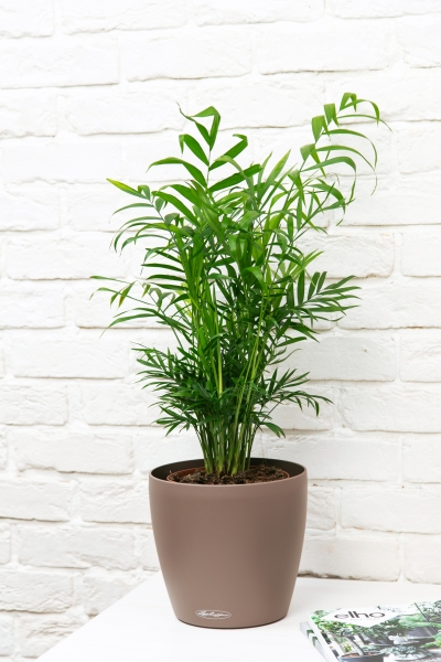 Хамедорея Элеганс 17/60 в CLASSICO Color 21