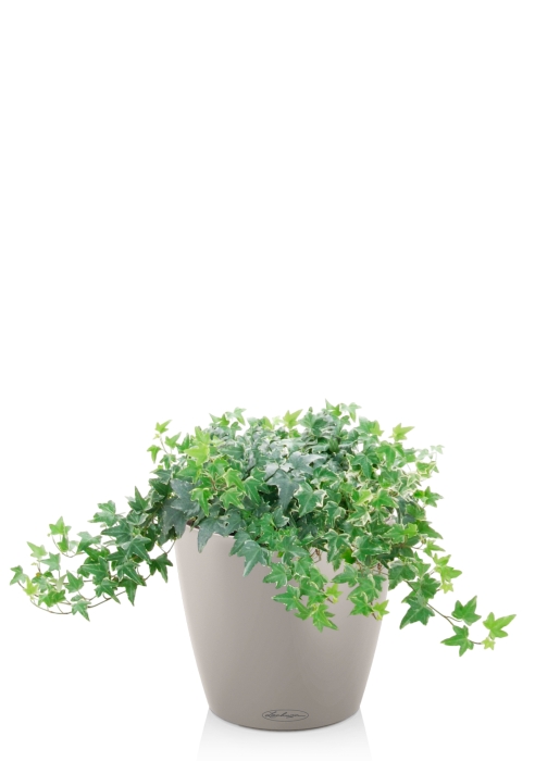 Плющ Хедера в CLASSICO COLOR 21, песочно-коричневый