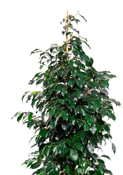 Фикус Бенджамина Даниэль 27/120 см в QUADRO LS 35 Фикус Бенджамина Даниэль 27/120 см в QUADRO LS 35