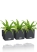 Асплениум Антикум Осака в ЗЕЛЕНАЯ СТЕНА Home Kit Color 15