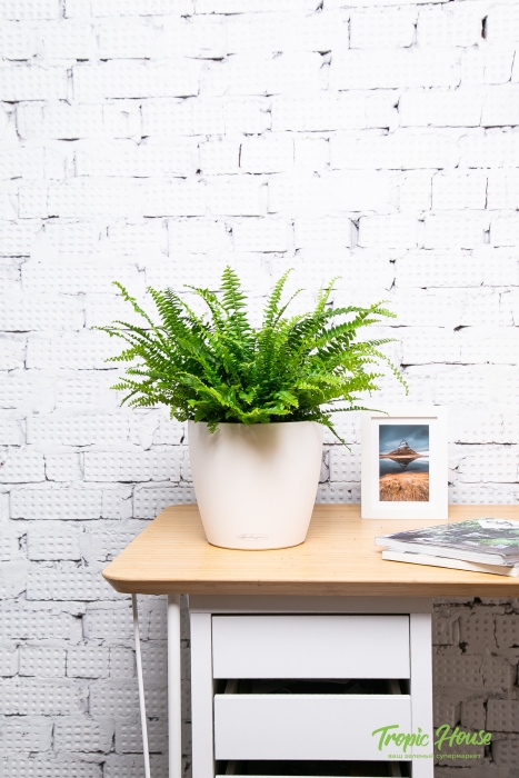 Папоротник Нефролепис 21/60 см