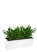 Спатифиллум 13/50 см в LAMELA Begonia DŁUTO